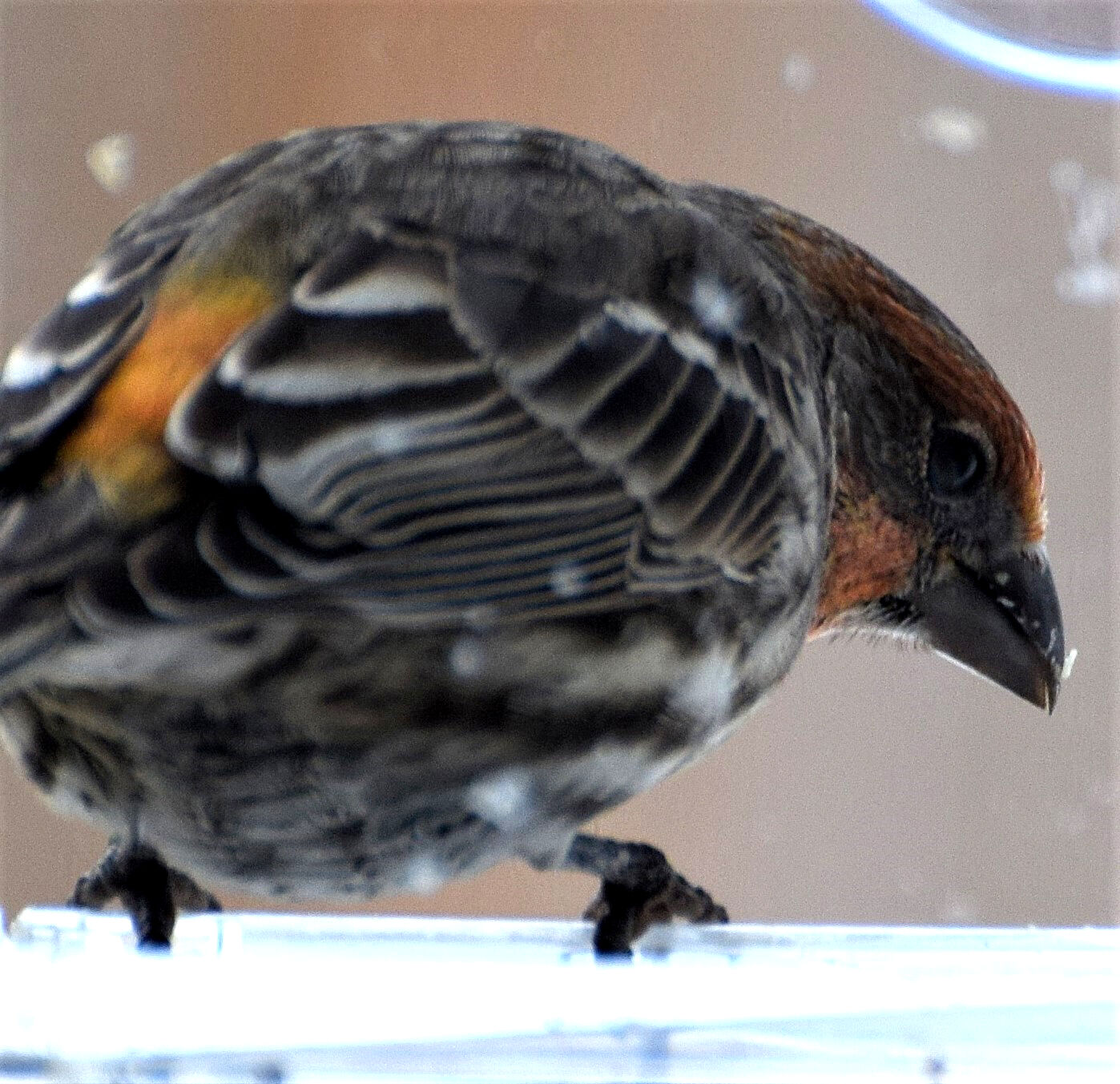 Pine grosbeak